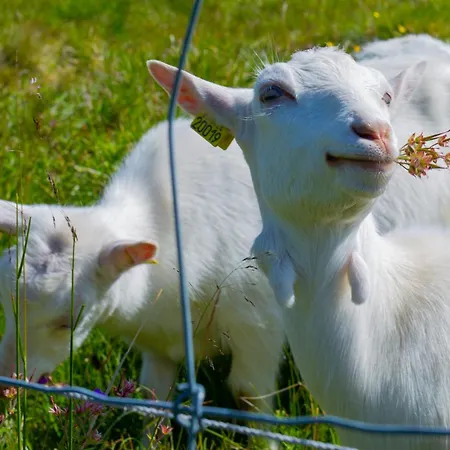 The Lookout At 度假居